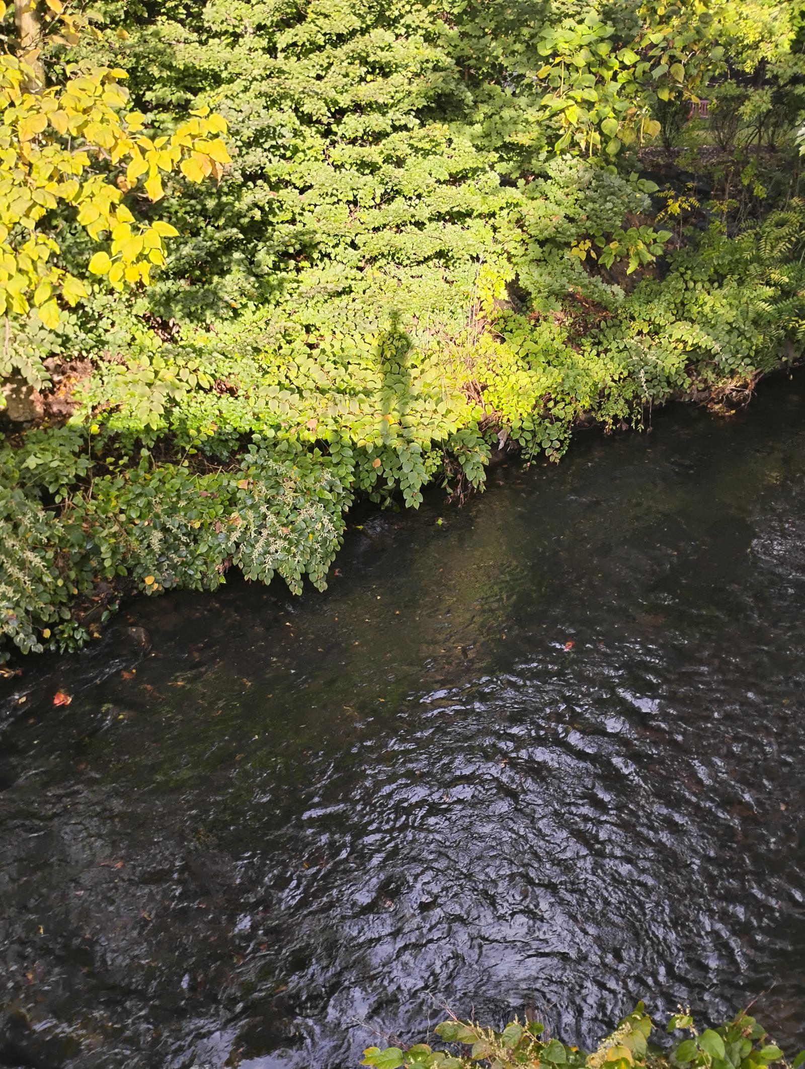 Shadow on the Other Bank - Artist's shadow cast on leaves over Moshassuck River