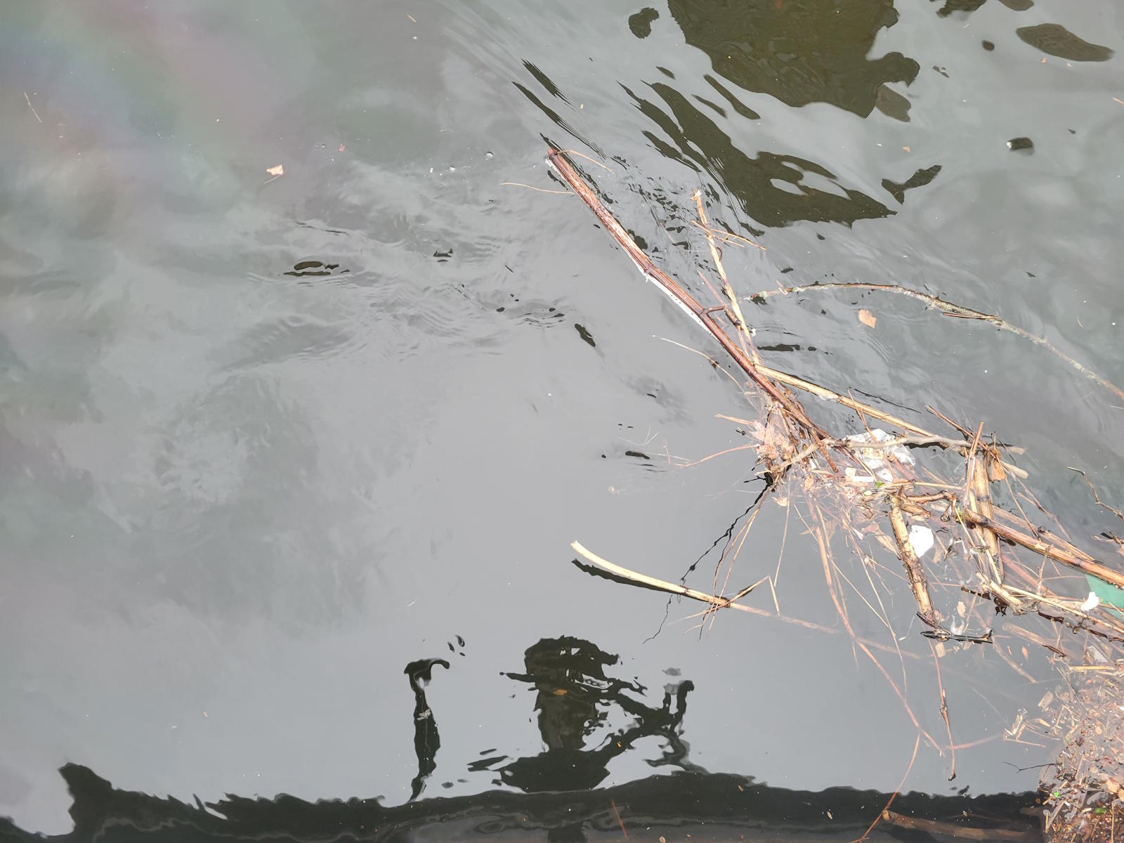 Artist's shadow reflected in the Providence River with dead reeds and an oil-slick rainbow, March 27 2026